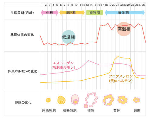 更年期サプリのクオリア エクオールの効果 口コミ評判 副作用 料金 更年期サプリのおすすめ 更年期症状の疲れ対策にサプリメント